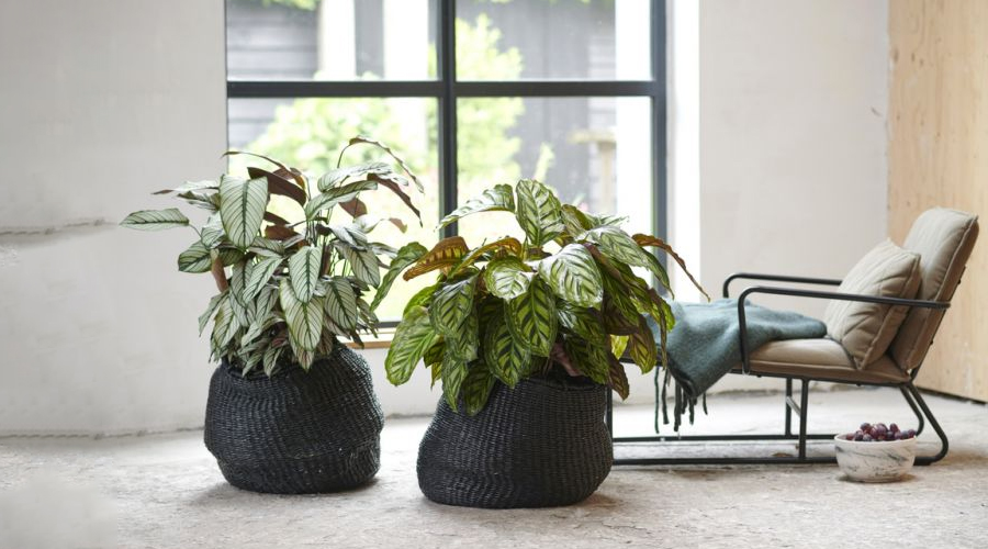 plants-for-bathroom